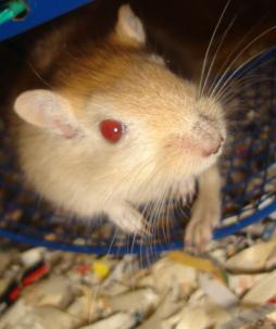 Gillyweed the gerbil