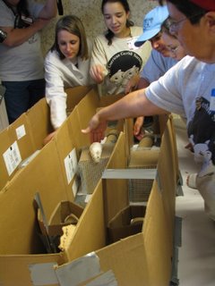 gerbil obstacle course