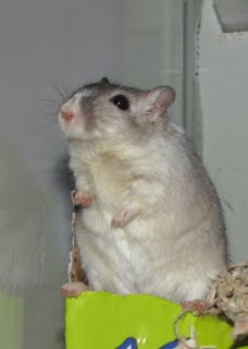 Mike the gerbil