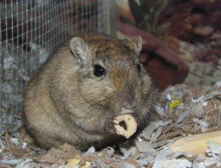 Hallie the gerbil eats a Cheerio