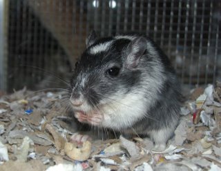 Cassie the gerbil eats a Cheerio