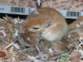 Herman and Sebastian the gerbils