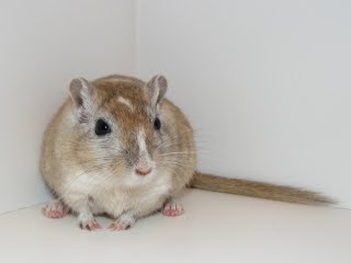 Sebastian the gerbil