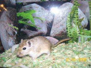 Sam and Harry the gerbils