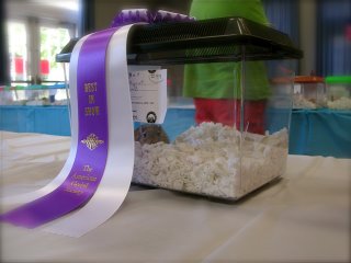 Best In Show winner