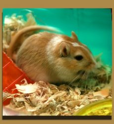 Peeps the gerbil