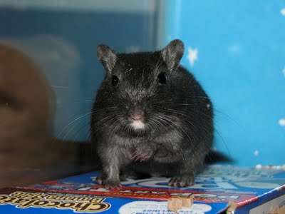 Bach the gerbil