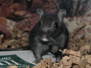 Bach the gerbil