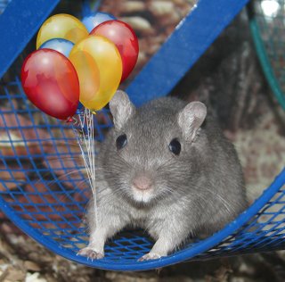 Smurf the gerbil's birthday