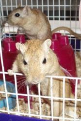 Chester and Bryan the gerbils