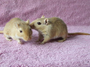 The gerbils Copper and Gold