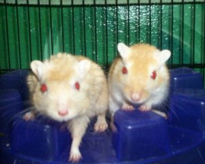 Crush and Chunks the gerbils