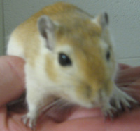 Cuddles the gerbil