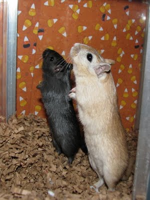 Sebastian and Bach the gerbils