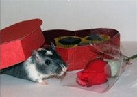 Toby the gerbil celebrates Valentines Day
