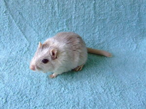 Finley the gerbil