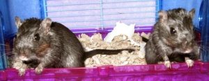 Gertie and Libby the gerbils