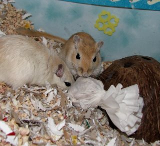 gerbils with Halloween ghost