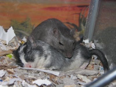 Gobo and Smurf the gerbils