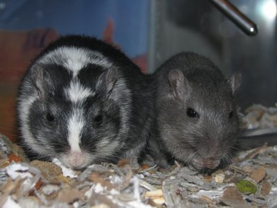 Gobo and Smurf the gerbils