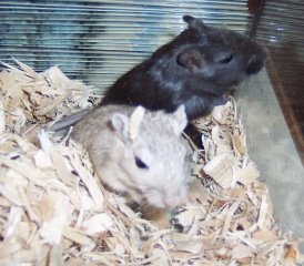 Harriet and Anne the gerbils