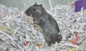 Heidi the gerbil