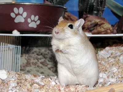 Herman the Gerbil