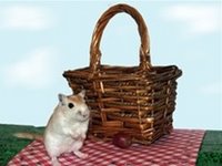 Liza the gerbil has a picnic