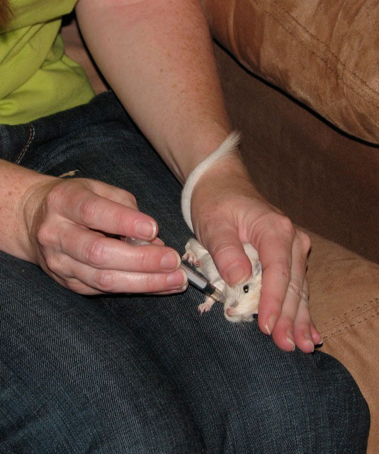 Giving medication to a gerbil