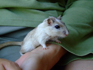 Oats the gerbil