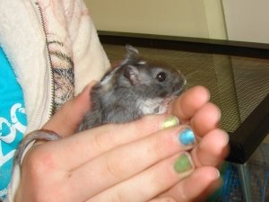 Ohanna the gerbil