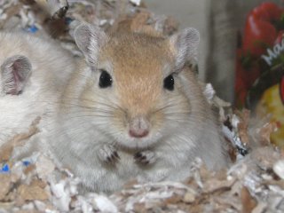 honey cream gerbil