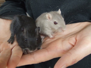 Pep, Pop, and Pip the gerbils