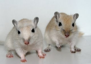 Marco and Polo the gerbils