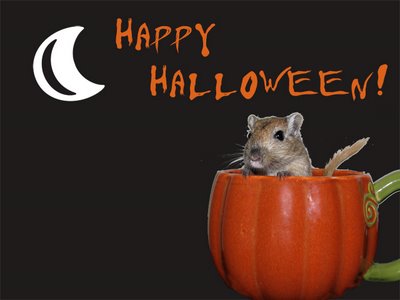 Gerbil Halloween photo