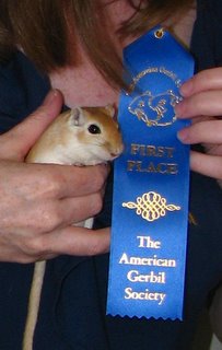 Herman the gerbil with his ribbon