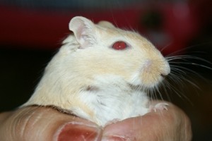 Robbie the gerbil