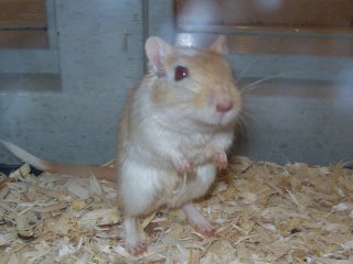 Sammi the gerbil