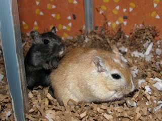 Sebastian and Bach the gerbils