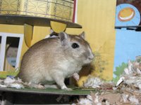 Sebastian the gerbil