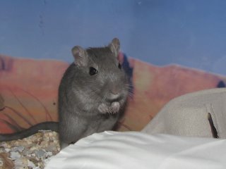 Smurf the Gerbil