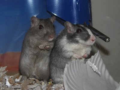 Smurf and Gobo the gerbils