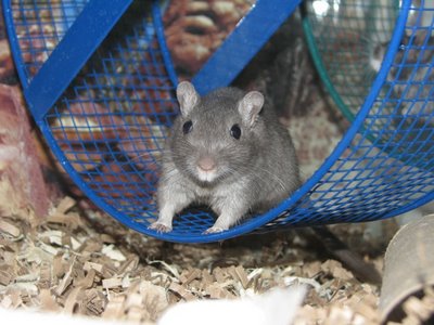 Smurf in his exercise wheel