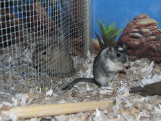 Hallie and Cassie the gerbils in a split cage