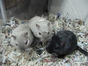 Three Stooges Gerbils