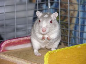 Swirl the gerbil