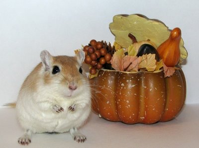 Gerbil Thanksgiving