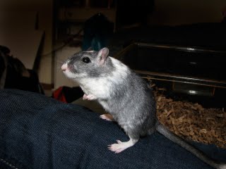 Toby the gerbil