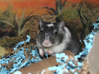 Toby the gerbil after surgery