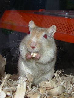 Tori the gerbil